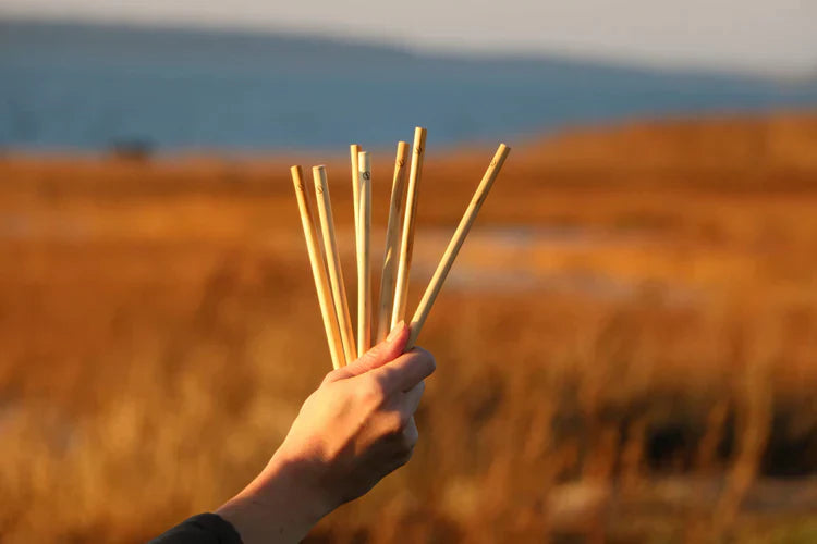 Hand hält SUTU Schilf Trinkhalme vor goldenem Schilffeld in Estland – nachhaltig geerntet aus dem Biosphärenreservat